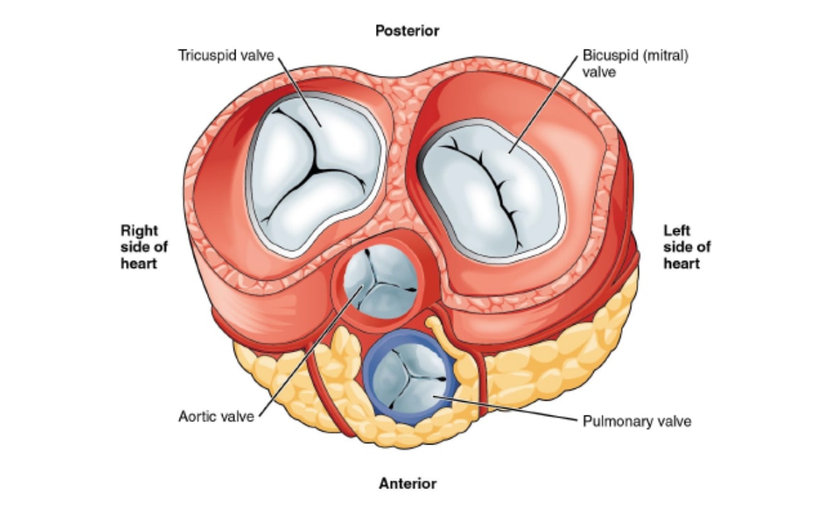 Thoracoscopic surgery